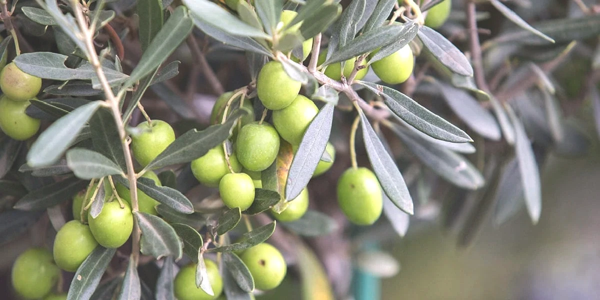 zeytin-agaci.jpg