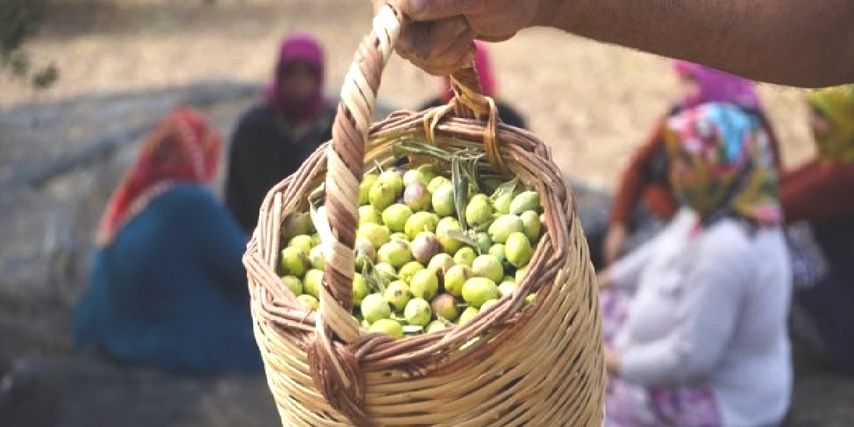 zeytin-uretim.jpg