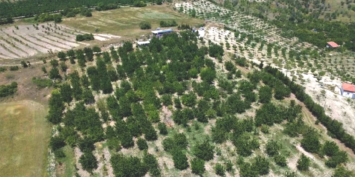 manisa-demirci-kirazi-hasadi-basladi-2.jpg
