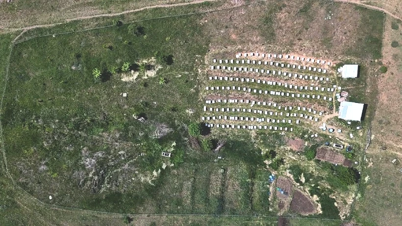 Günde 2 Çay Kaşığı Toplanıyor, Kilosu 45 Bin TL'ye Satılıyor: Ömrü 4 Yıl Uzatıyor, Değeri Altını Solluyor - Resim: 4
