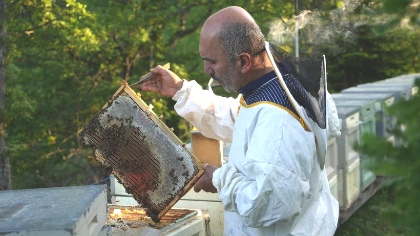 Azı Şifa Çoğu Zehir Saçıyor: Yılda Sadece 1 Hafta Üretiliyor, Kilosu 3 Bin TL'ye Satılıyor - Resim: 3