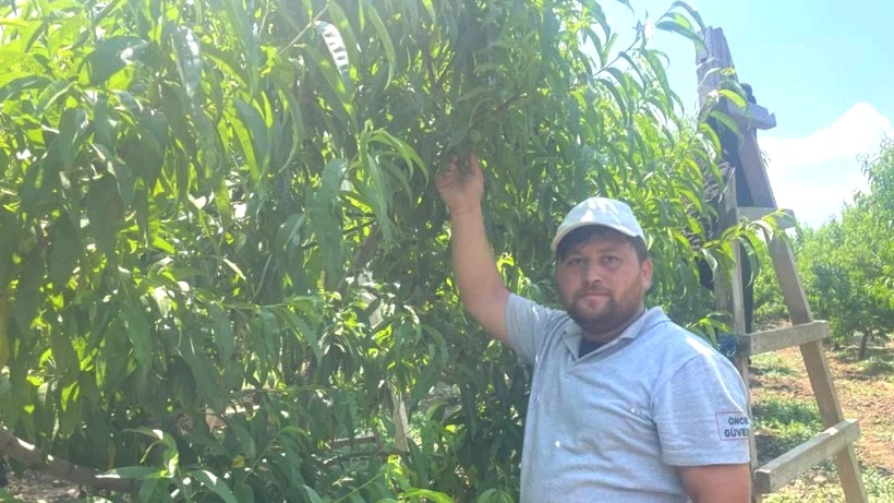 'Tek Tek' Hasat Ediliyor, Günlük 1200 Lira Bırakıyor! Bir Dalı Bile Altın Değerinde - Resim: 2