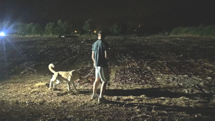 Altın Hasat Başladı: Gündüz Tarlada Kurutuyorlar, Gece Ailece Nöbet Tutuyorlar! 1 Tanesini Bile Servete Satıyorlar - Resim: 3